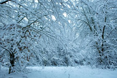 Beyaz kar kış ormanı .