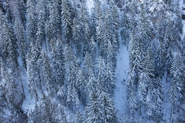 Çam ormanının karla kaplı havadan görünüşü.