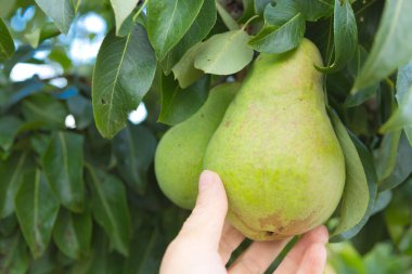 Çiftçinin eli bir armut tutuyor. Bir kadının eli taze meyve toplar..