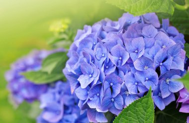 mavi ortanca çiçekleri Bahçe, çiçek güzel arka planda