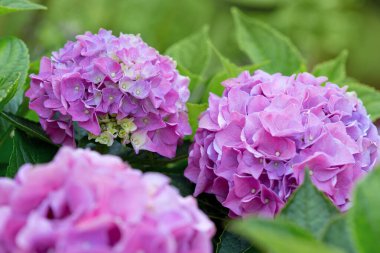 Bahçede büyüyen mor ortanca çiçekleri, güzel bir arka plan.