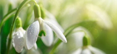 Güneşli bahçede beyaz kardelen çiçekleri. Paskalya arkaplanı.