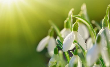 Güneşli bahçede beyaz kardelen çiçekleri. Paskalya arkaplanı.