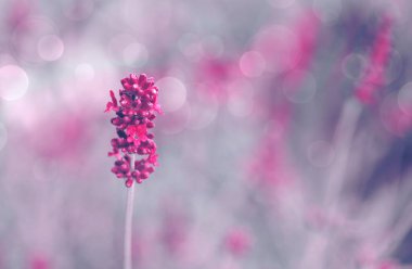 Bir yaz günü bahçede lavanta çiçeğinin yakın çekimi..