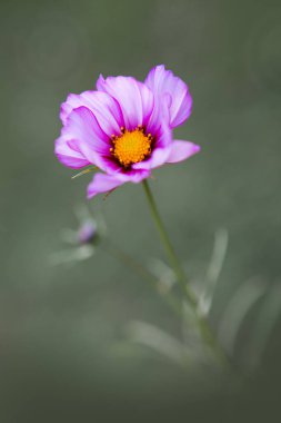 Bahçede pembe bir kozmos çiçeğinin yakın çekimi.