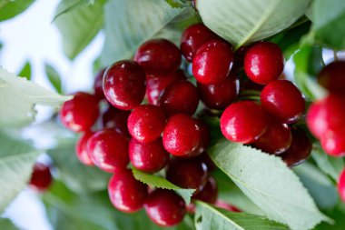 Branch of ripe cherries on a tree in summer garden