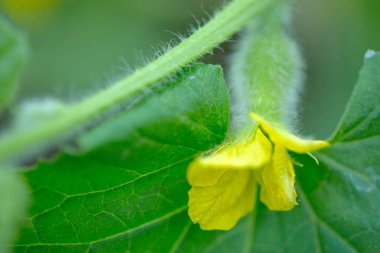 Sebze bahçesinde yetişen yeşil salatalık..