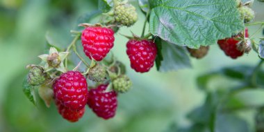 Meyve bahçesindeki bir dala asılı kırmızı ahududu.