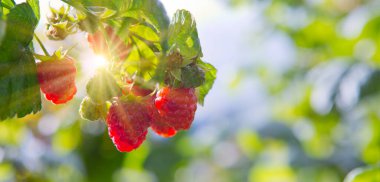 Meyve bahçesindeki bir dala asılı kırmızı ahududu.