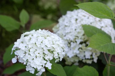 Beyaz Annabelle ortanca çiçekleri güneş ışığı bahçesinde.