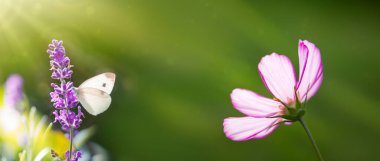 Bahçede beyaz bir kozmos çiçeğinin yakın plan fotoğrafı.