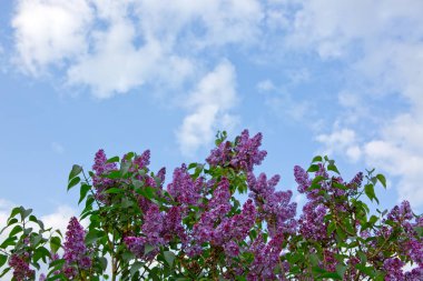 Leylak dallarından bir dal. Leylak çiçekleri yalıtılmış .