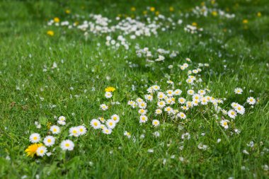 Canlı bir çayırda, yemyeşil çimenlerin arasında güzel bir papatya tarlası büyüyor..