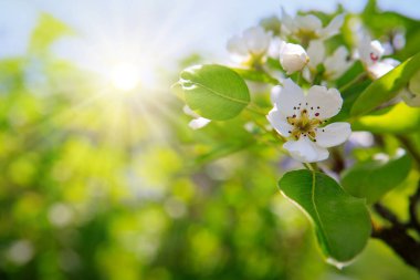 Yeşil arka planda güzel bir armut ağacının çiçek açması..