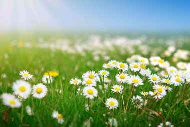 Canlı bir çayırda, yemyeşil çimenlerin arasında güzel bir papatya tarlası büyüyor..