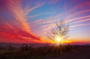 Bahar günbatımında yalnız bir ağaç ön planda belirgin bir şekilde duruyor..