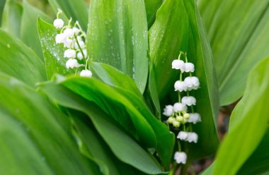 Lily vadi çiçekler. Çiçek açan vadideki zambak ile doğal arka plan.