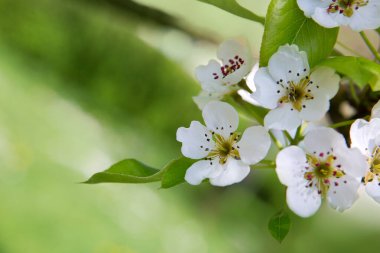 Yeşil arka planda güzel bir armut ağacının çiçek açması..