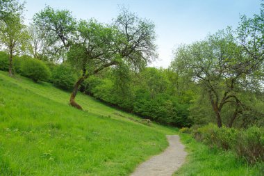 Yeşil ağaçlarla kaplı bahar doğası bulutlu mavi gökyüzüne karşı .