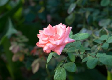 Yeşil doğal arka planı olan güzel pembe bir gül.