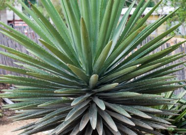 Agave bitkisi Mezcal 'ın meşhur tipik Meksika içeceğini yapardı.