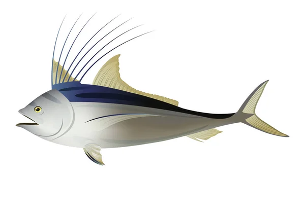 Ilustrasi Desain Roosterfish Ikan Vektor Latar Belakang Putih - Stok Vektor