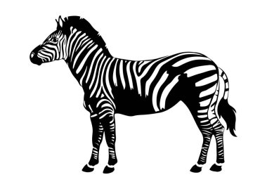 Beyaz zemin üzerinde izole edilmiş düz tarzda siyah ve beyaz zebra