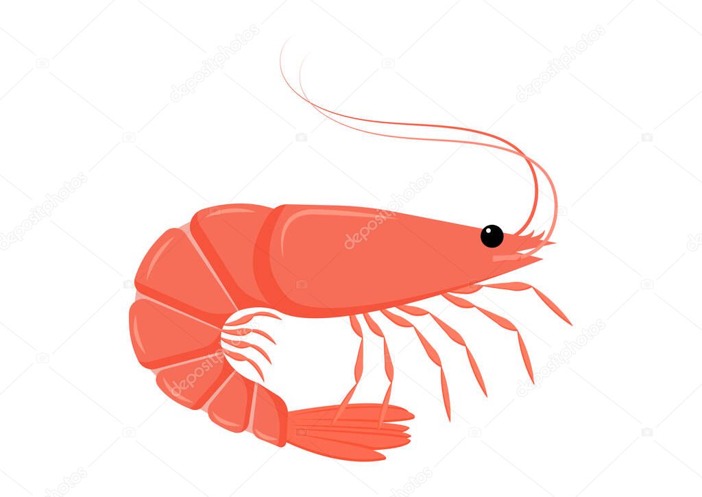 Shrimp Cartoon Character Vector Flat Design. Vector Illustration of Sea Food