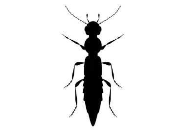 Siyah ve Beyaz Paederus Böceği Tırmanma Vektörü Beyaz Arkaplanda izole edildi