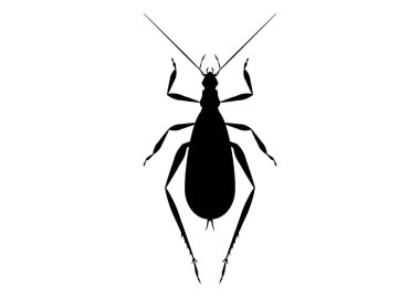 Siyah ve Beyaz Ağaç Çekirgesi Clipart Vektörü Beyaz Arkaplanda izole edildi