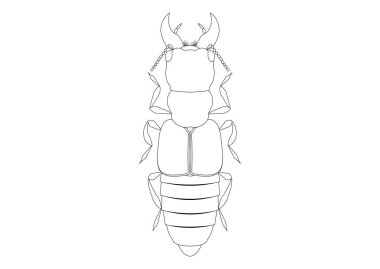 Siyah ve Beyaz Oxyporus Rufus Clipart Vector Beyaz Arkaplanda izole edildi. Oxyporus Rufus 'un Renklendirme Sayfası