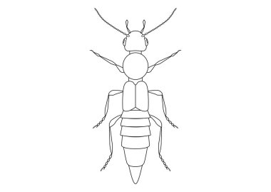 Siyah ve Beyaz Paederus Böceği Clipart Vector Beyaz Arkaplanda izole edildi. Paederus Böceğinin Renklendirme Sayfası