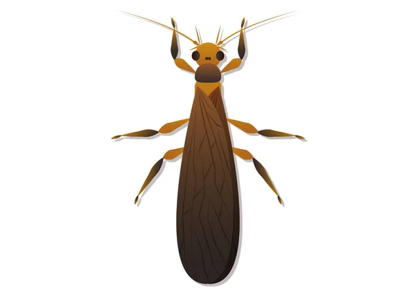 Stonefly Insekt Vector Art Isoliert Auf Weißem Hintergrund — Stockvektor