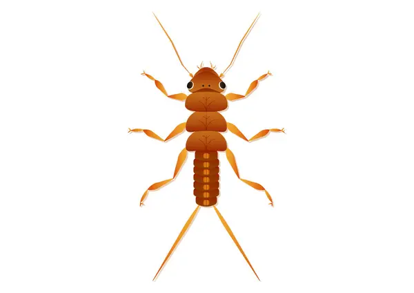 Stonefly Nymph Insect Vector Art Isolated White Background — Stock Vector
