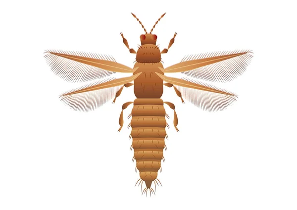 Beyaz Arkaplanda Yırtılan Böcek Vektör Sanatı — Stok Vektör