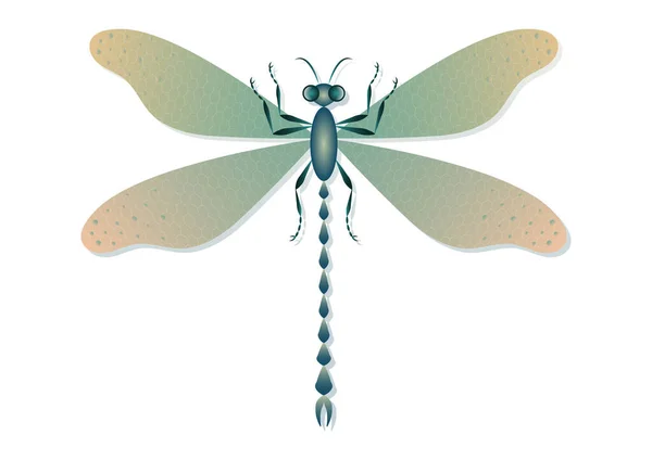 Dragonfly Vector Art Isolated White Background — Stock Vector