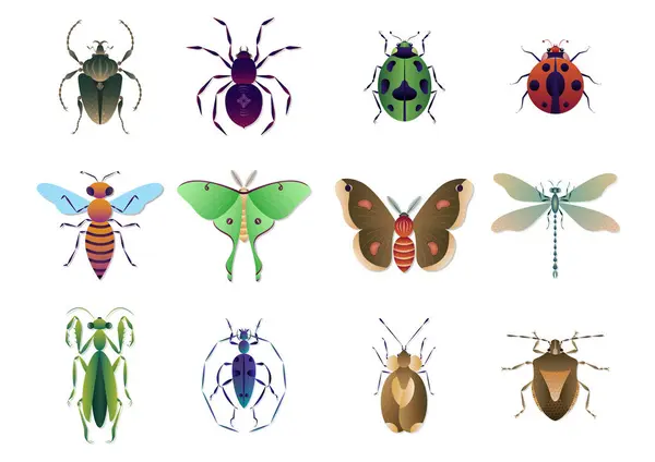 Diferentes Tipos Insectos Colección Vector Ilustración — Vector de stock