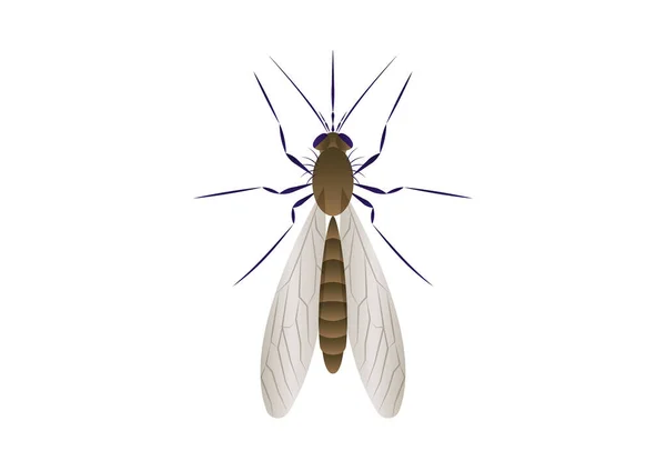 Mosquito Vector Art Isolado Sobre Fundo Branco — Vetor de Stock