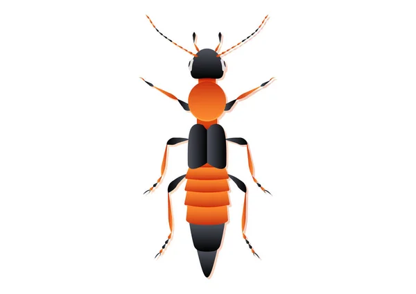 Paederus Beetle Vector Art Isolado Fundo Branco — Vetor de Stock