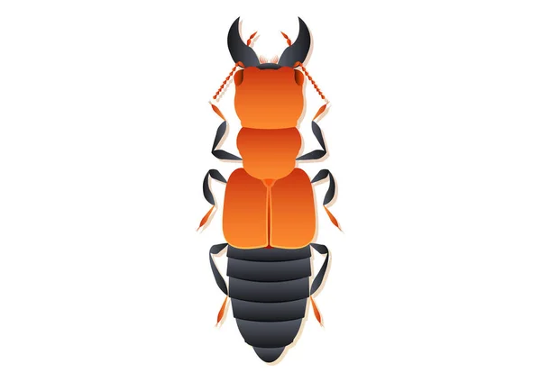 Oxyporus Rufus Beetle Vector Art Isolado Fundo Branco — Vetor de Stock