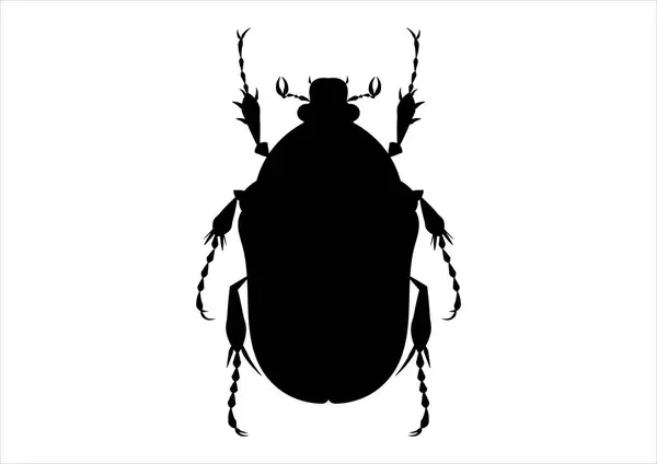 Bianco Nero Protaetia Beetle Clipart — Vettoriale Stock