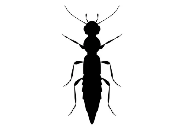 Fekete Fehér Paederus Beetle Clipart Vektor Elszigetelt Fehér Háttér — Stock Vector