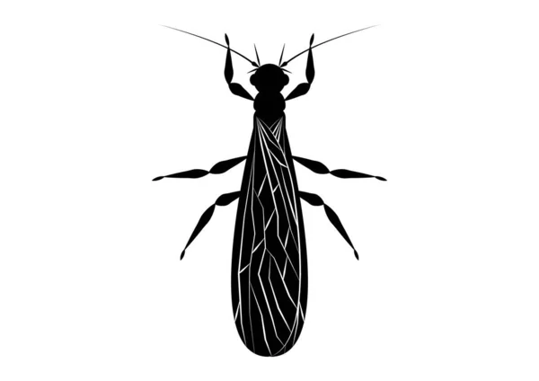 Preto Branco Stonefly Insect Clipart Vector Isolado Fundo Branco — Vetor de Stock