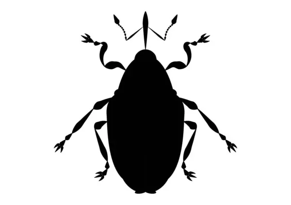 Fekete Fehér Ceutorhynchus Napi Weevil Clipart — Stock Vector