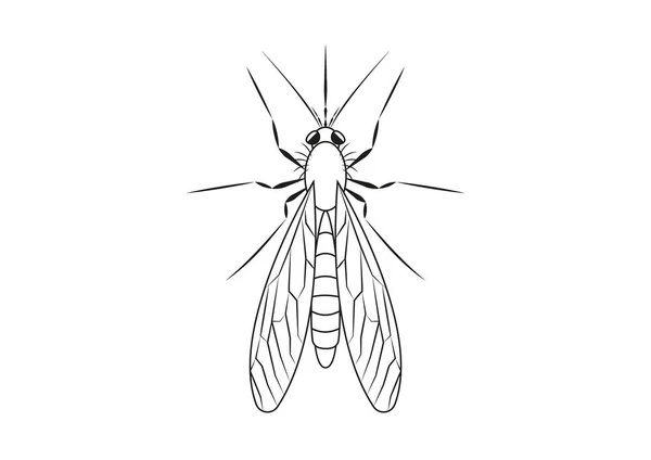 黑白相间的蚊子 蚊子的着色页 — 图库矢量图片