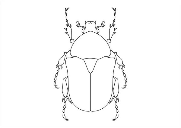 Black White Protaetia Beetle Clipart Zbarvení Stránky Brouka Protaetia — Stockový vektor