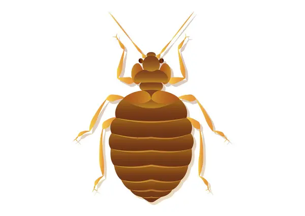 Yatak Böceği Vektör Sanatı Beyaz Arkaplanda Zole Edildi Telifsiz Stok Illüstrasyonlar