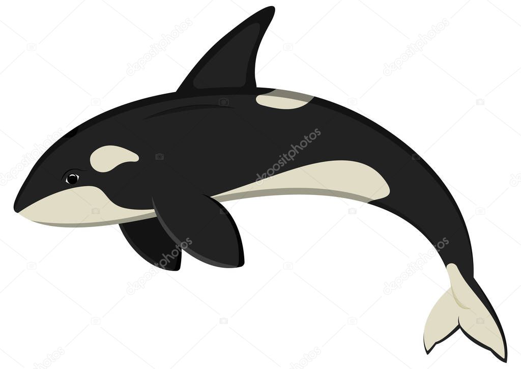 Ocean orca cartoon character. Vector illustration of killer whale isolated on white background