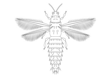 Siyah ve Beyaz Hırsızlar Böcek Avı. Thrips Böceğinin Renkli Sayfası