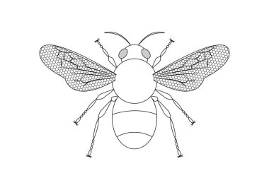 Siyah ve Beyaz Arı Vektörü Clipart. Arının Renklendirme Sayfası